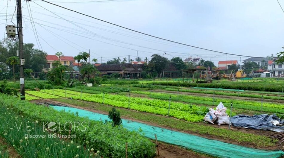 Private Tour-Tra Que Village