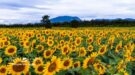 Da Lat highland 4D3N