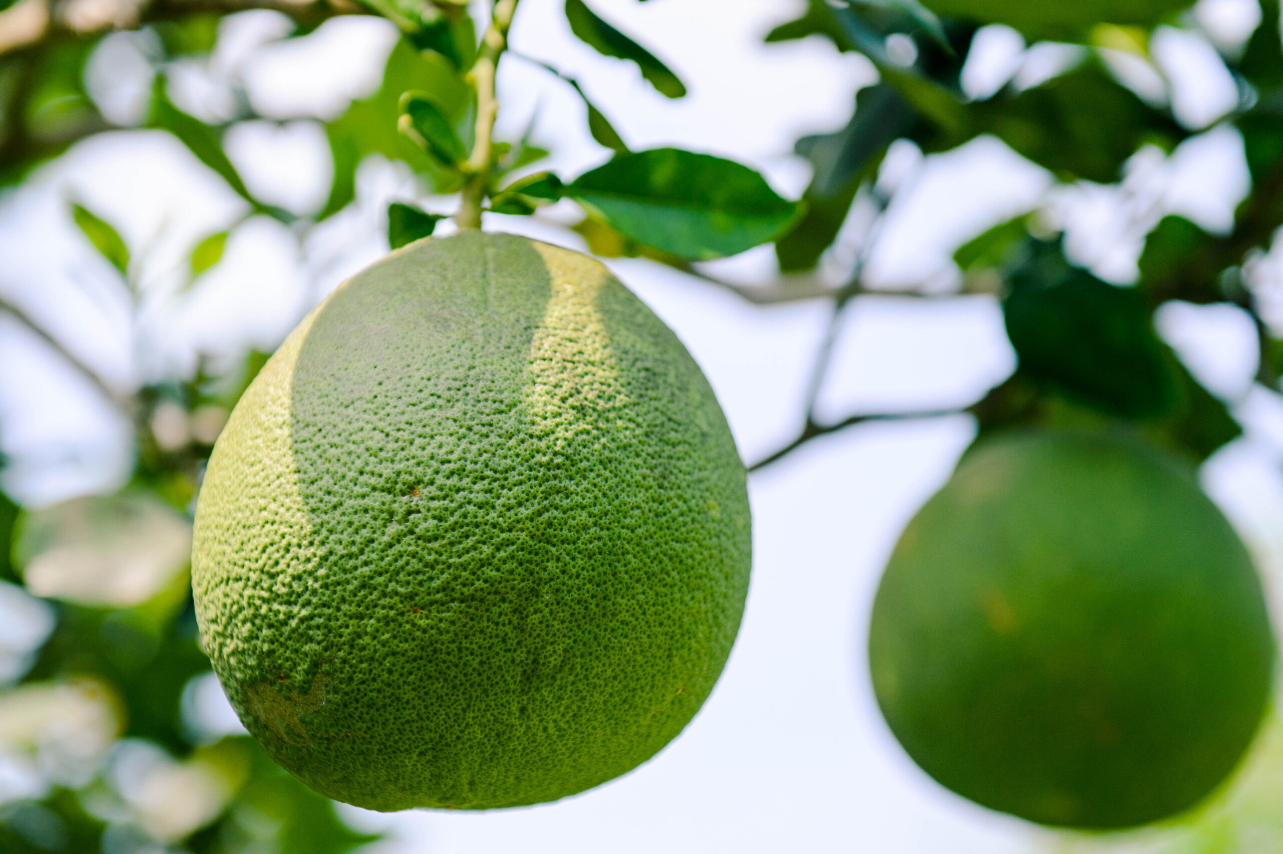 trái cây - bưởi