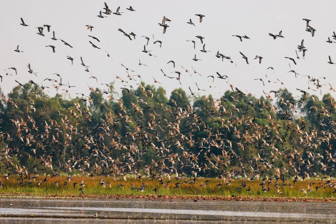 Tram Chim National Park wetlands with diverse waterbirds, including the rare Sarus crane