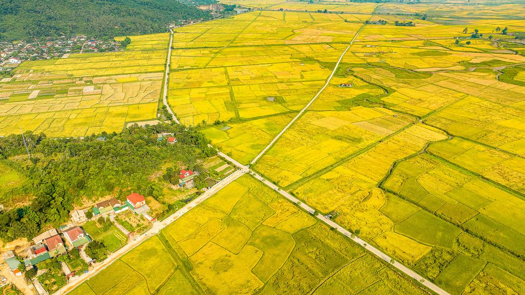 Irrigated rice fields in the Mekong Delta (aerial view)