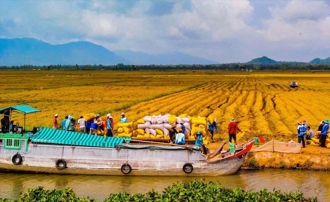 Paddy fields in the Mekong Delta - Vietnam’s ‘rice bowl’