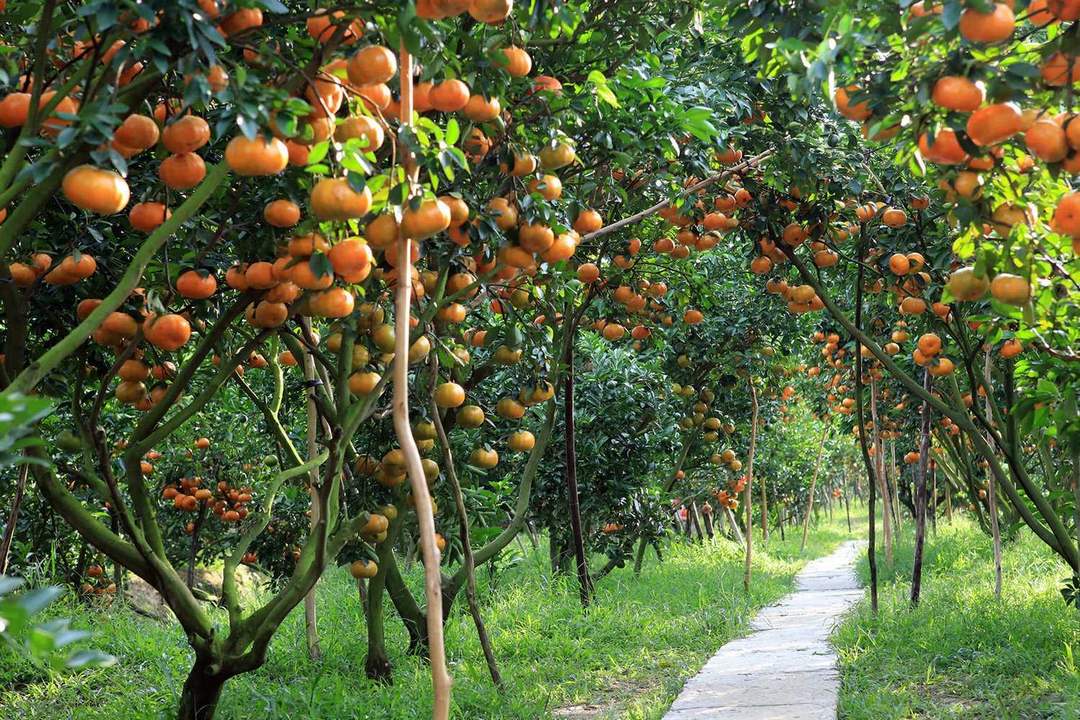 Pathway through a lush fruit orchard, rows heavy with ripe citrus