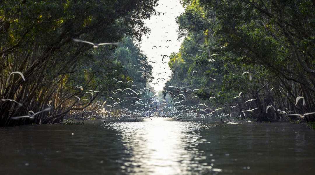 Birds taking flight above water channels in the heart of Tram Chim’s wetland ecosystem