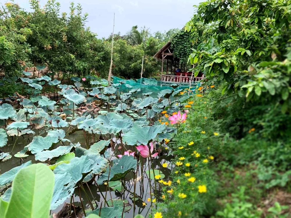 Lotus pond and fruit orchards at Con Son Islet, offering peaceful rural scenery in the Mekong Delta