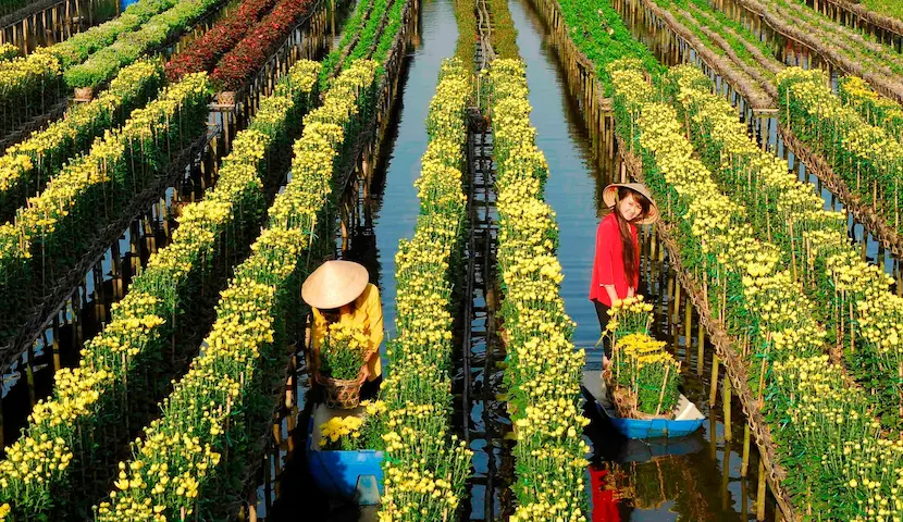 Rows of vibrant chrysanthemums in flower gardens at Sa Dec Flower Village, Dong Thap, Vietnam