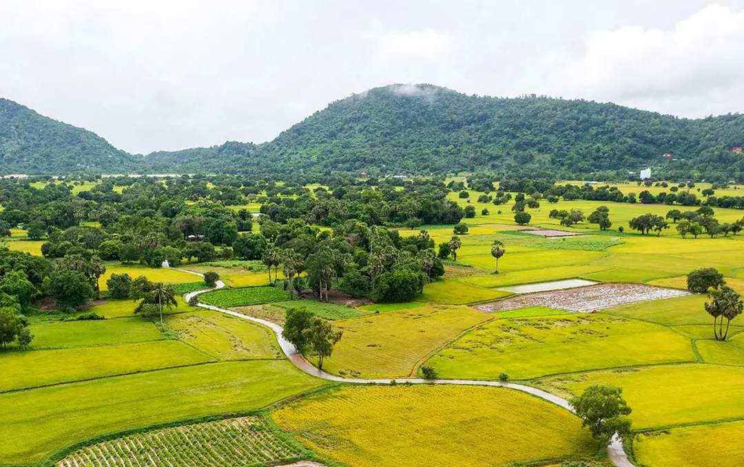An Giang sugar palm trees and rice fields panorama
