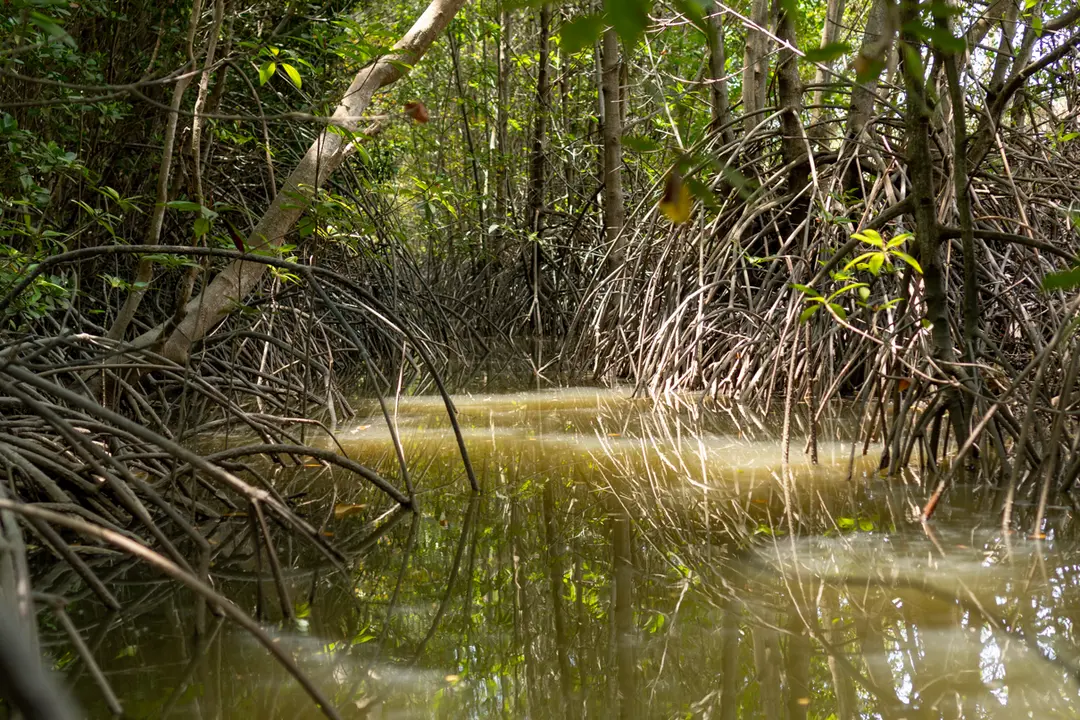 Can Gio mangrove forest reserve