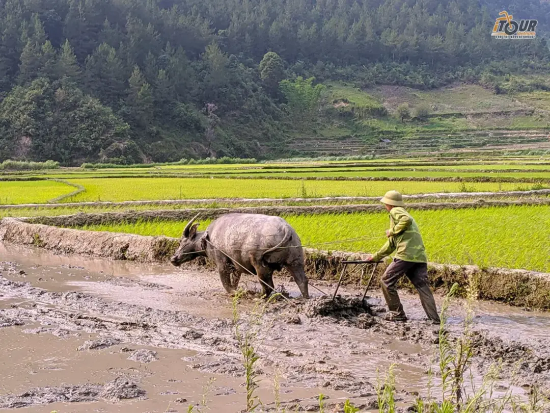 Mekong Delta rice fields aerial landscape with farmers and water buffalo