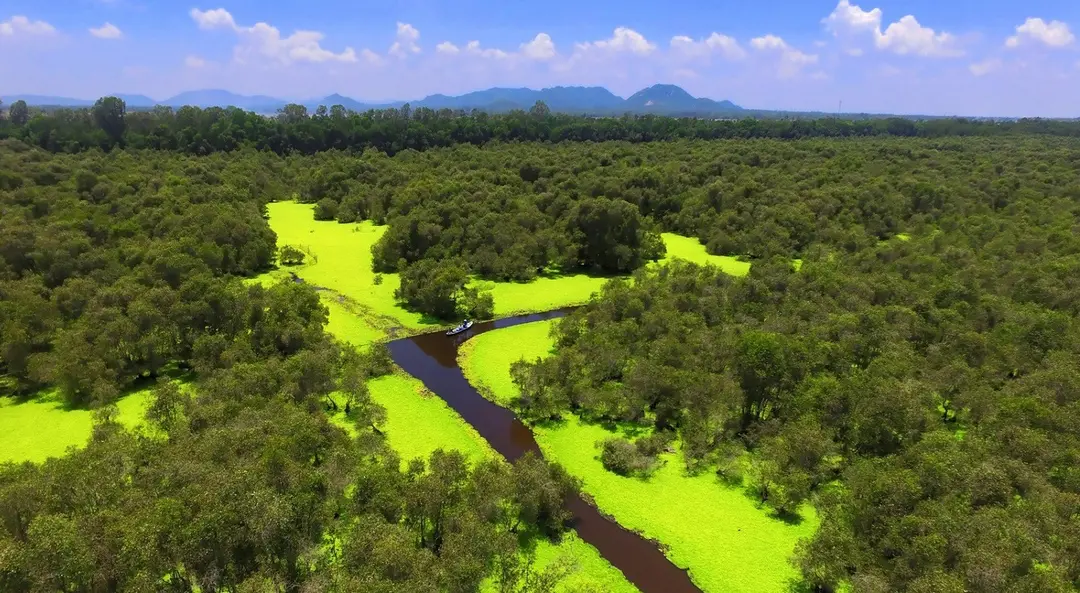 Tra Su cajuput forest landscape