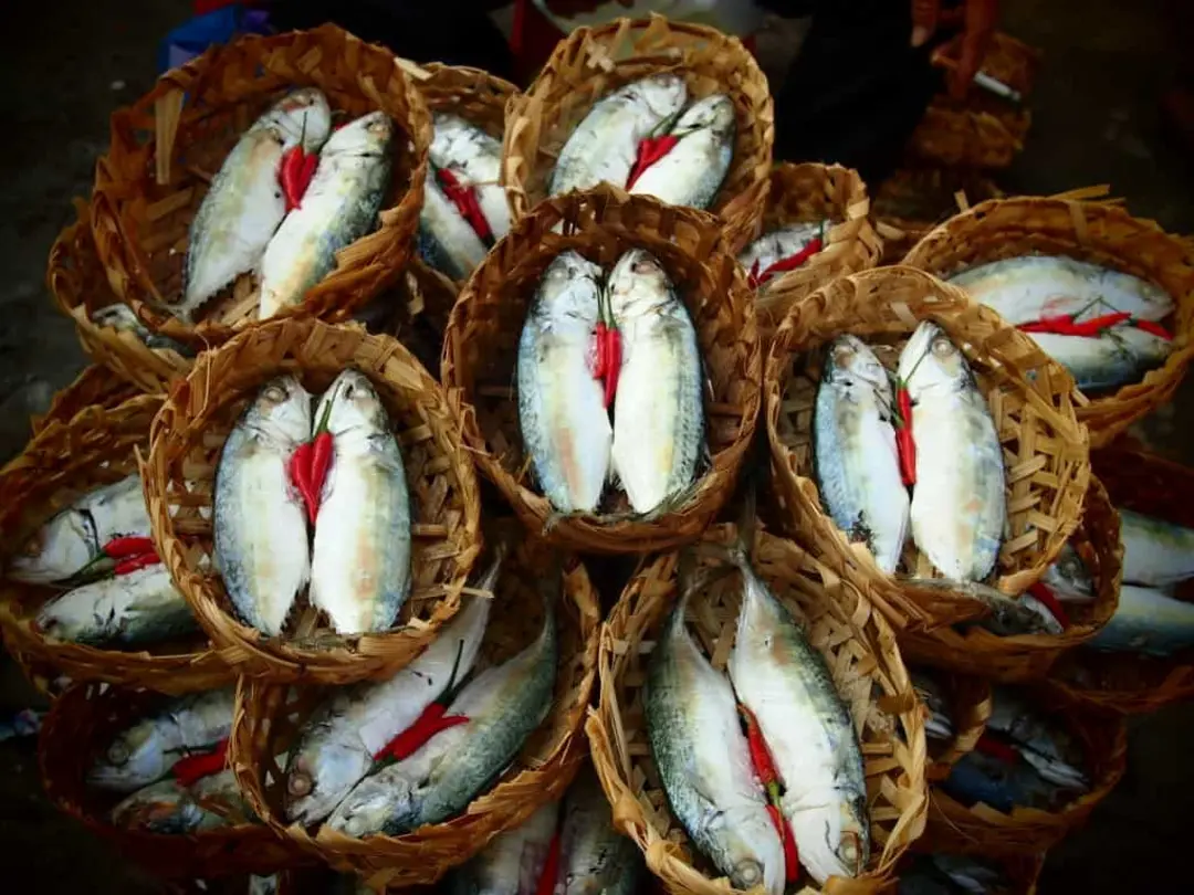 variety of mekong delta fish species on market display